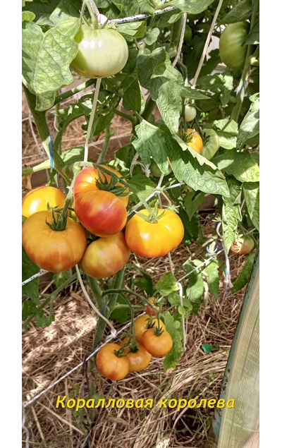 Томат Коралловая королева (Coral Queen)