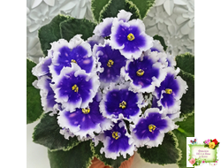 МТ-Магический Фонарик (М. Тотиева) 2023 г.