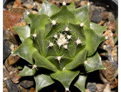 Obregonia denegrii (D=40мм)