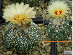 Astrophytum AS TOP BIG OOIBO х (AS SUPER TOKUSHIRO x AS TOP BIG OOIBO) (1050х1046) - 10 семян