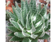 Aloe aristata (Алое остистое)