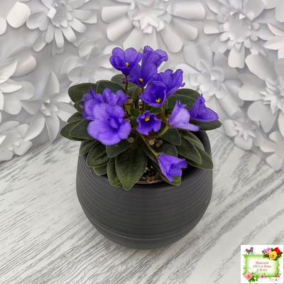 Rob's Twinkle Blue (R.Robinson)