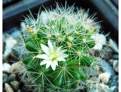 Mammillaria anniana (семена)