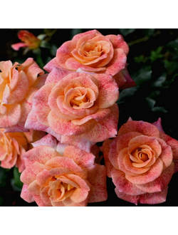 Мишель Серро (Michel Serrault)