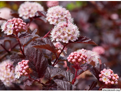 Пузыреплодник калинолистный Ред Барон - Red Baron