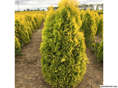 Туя Голд Смарагд - Gold Smaragd