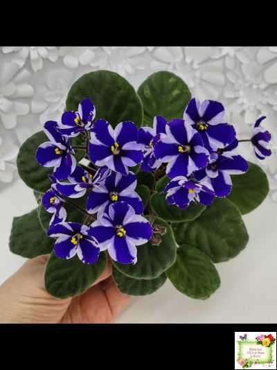 Concord (Horikoshi/Ozaki) (10/03/1992) химера (пасынок укоренённый)