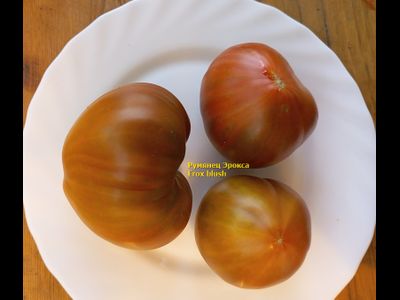 Томат Румянец Эрокса (Erox Blush)