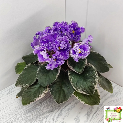 Н-Озёрный Край (Н. Бердникова) 2018