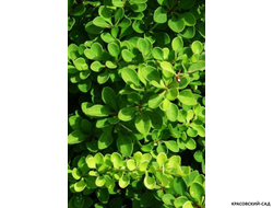 Барбарис Тунберга Green carpet - фото листвы  - красовский-сад.рф