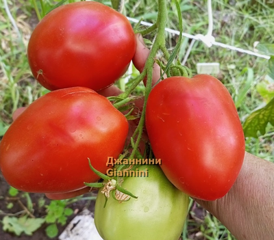 Томат  Джаннини (Giannini)