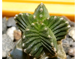 Aztekium valdezii (d=20mm)