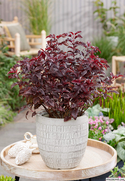 Пузыреплодник калинолистный Литтл Энджел