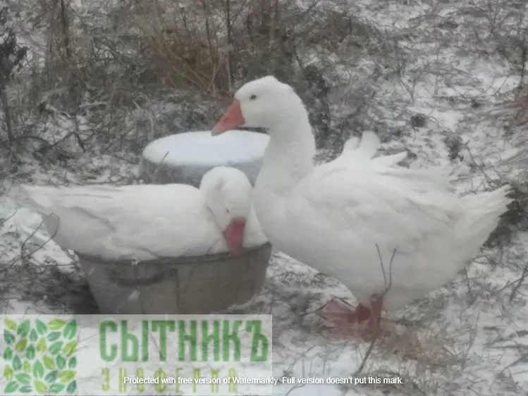 и зимой можно найти небольшой фермерский прудик