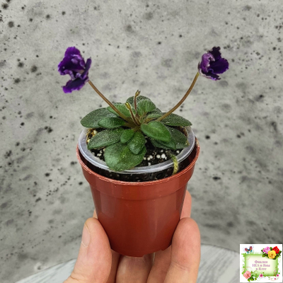 Hunter's Black Talon (K. Muzalewski)