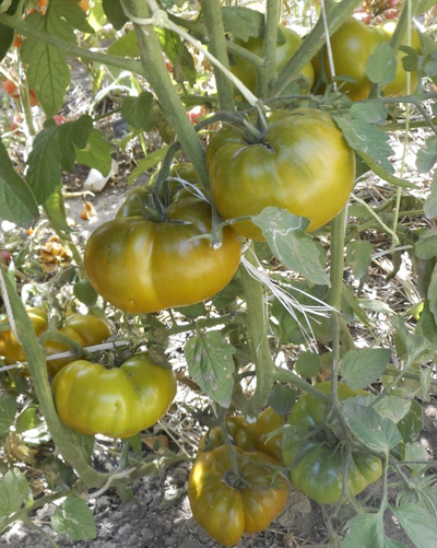 Томат Зеленая сластена