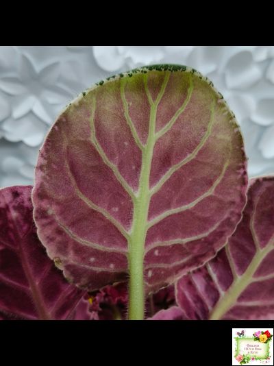 Rivermist Zeeva (J. Baker) (лист с детками укоренённый)