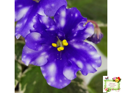 Hunter’s Andromeda (K. Muzalewski) 2023 г. (лист с деткой посажен 25.07.25)