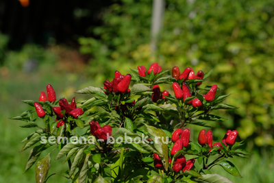 Перец острый Турецкий Цветок (Turkish Flower), 10 шт