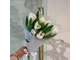 Букет белых тюльпан на 8 марта