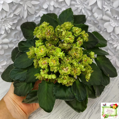 Allegro Pink Pistachio (J.Stromborg) (10765) 06/25/2015