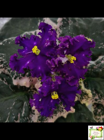 МТ-Моя Вселенная (М. Тотиева) 2023 г.