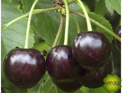 Дюк вишня+черешня "Ночка" (низкорослая, саженец 3 года)