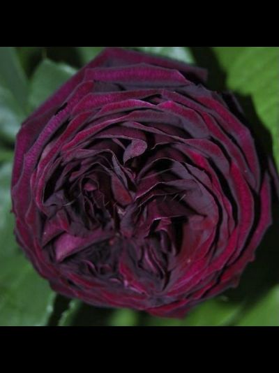 Принц(The Prince)