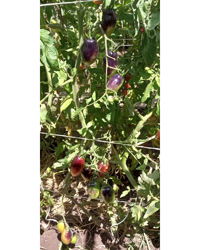 Томат Сливка Гурман