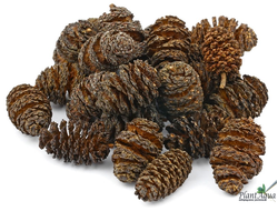 Ольховые шишки, 20 гр  (до 500л)