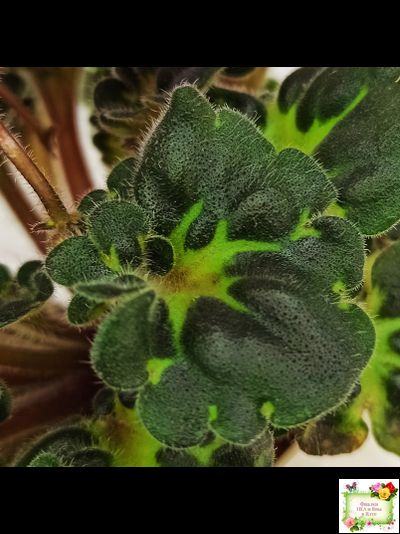 Ma&#039;s Melody Girl (O. Robinson) (гёрл-лист)