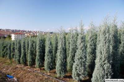 Кипарис Аризонский - Cupressus arizonica
