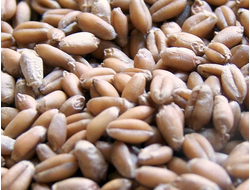 Масло зародышей пшеницы, рафинированное, 50 мл