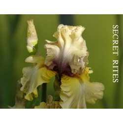 Ирис Secret Rites
