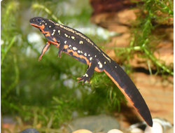 Тритон китайский краснобрюхий (Cynops orientalis)