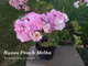 Пеларгония Runes Peach Melba