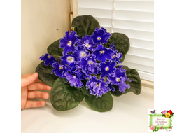 DS-Сияющий Колокольчик (Dimetris) 2014 г. (лист посажен 27.10.25)