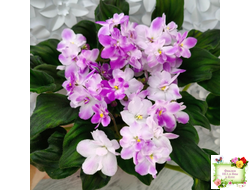 LV-Кирюша (Л. Шевелева) 2022 г. трейлер (клакамас)