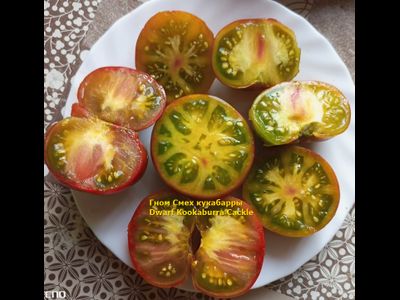 Томат Гном Смех Кукабарры (Dwarf Kookaburra Cackle)