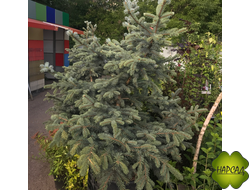 ЕЛЬ колючая "ХУПСИ" (саженец 150-190 см)