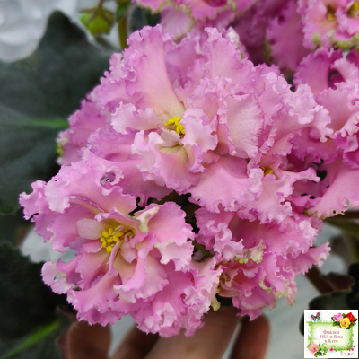 РМ-Саломея (Н. Скорнякова) 2019 г.