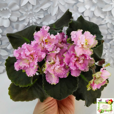 РМ-Саломея (Н. Скорнякова) 2019 г.