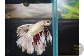 Петушок, Бойцовая рыбка, Betta splendens