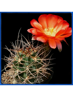 Lobivia haematantha LF 62