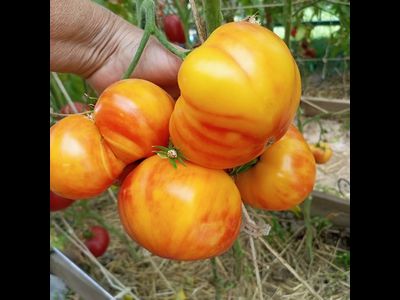 Томат Минни Пинн Страйп (Minnie's Pinn stripe)