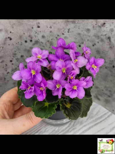 LV-Ланселот (Л. Шевелева) 2025 г. (стартер)