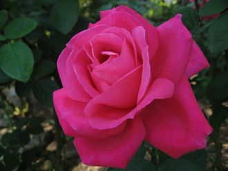 Виен Роуз роза