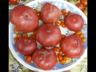 Томат Однокилограммовый