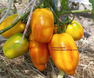 Томат Желтый огонь (Yellow fire, Желтое пламя)