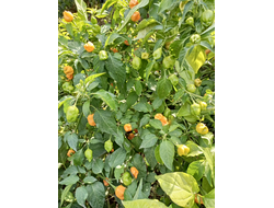 Перец острый Aji Mango